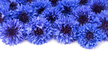 Blue Cornflower Herb or bachelor button flower heads border isolated on white background cutout