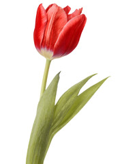red tulip flower head isolated on white background