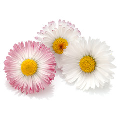 Beautiful daisy flowers isolated on white background cutout © Natika