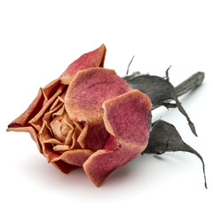 dried rose flower head isolated on white background cutout