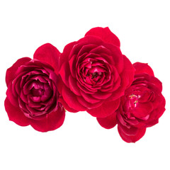 red rose flower bouquet isolated on white background cutout
