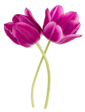 Two lilac tulip flowers isolated on white background cutout