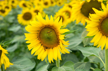 sunflowers.image