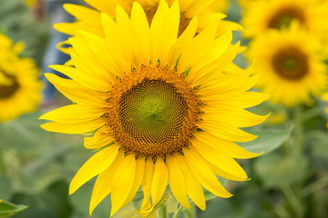 sunflower.image