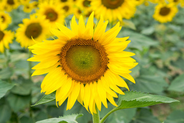 sunflowers.image