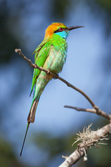 A wild bird with a sharp beak sitting on the branch