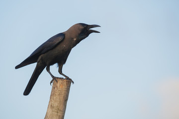 Raven on a stick