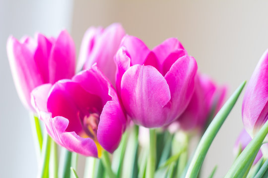 close up picture of fresh pink and purple tulips on table 