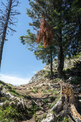 Fototapeta na wymiar View of Piatra Soimului Peak (Hawk's stone) in Rarau mountains, Bucovina, Romania