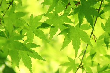新緑（広葉樹）