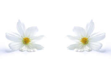 white cosmos flower isolated
