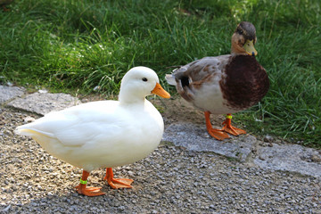 white duck and male wild duck standing in a meadow