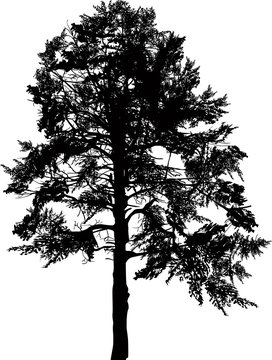 single large black pine silhouette isolated on white