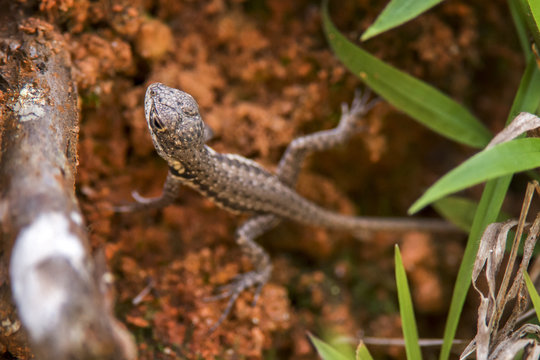 Lagarto Calango (Tropidurus torquatus) | Amazon Lava Lizard fotografado em Domingos Martins, Esp&iacute;rito Santo -  Sudeste do Brasil. Bioma Mata Atl&acirc;ntica. 