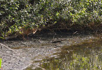 Volpe rossa nascosta tra il cespuglio nella palude