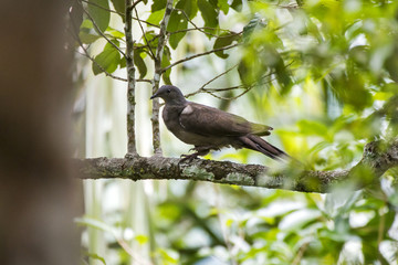 Pomba-amargosa (Patagioenas plumbea) | Plumbeous Pigeon fotografado em Domingos Martins, Espírito Santo -  Sudeste do Brasil. Bioma Mata Atlântica. 