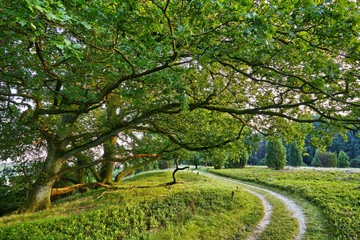 Landschaft mit Feldweg und Eichenbäume