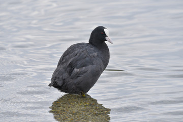 Folaga in piedi sull'acqua del lago