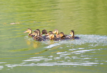 Piccoli di germano reale sul lago in estate