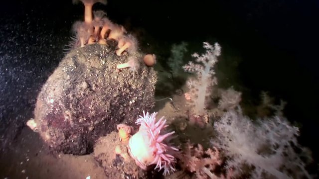 White fluffy soft coral metridium underwater on seabed of White Sea. Unique video close up. Flowers of marine life in clean clear pure and transparent water in search of food.