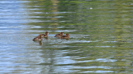 Quattro piccoli di anatra moretta nuotano sul lago