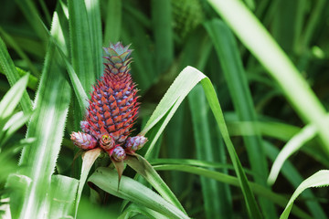 Ripening red pineapple