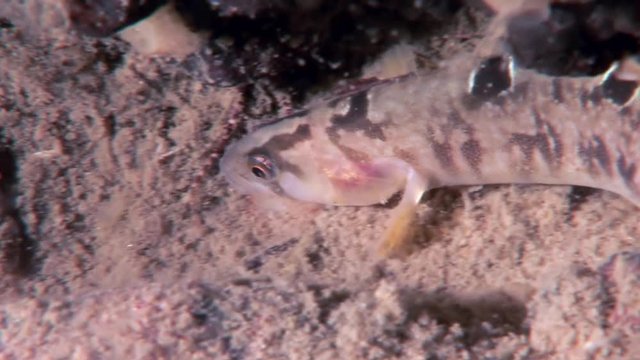 Eel pout mutton fish perciform on seabed underwater in ocean of White Sea. Swimming in amazing world of beautiful wildlife. Inhabitants in search of food. Abyssal relax diving.