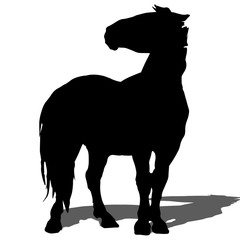 rearing up horse fine vector silhouette and outline - graceful black stallions against white