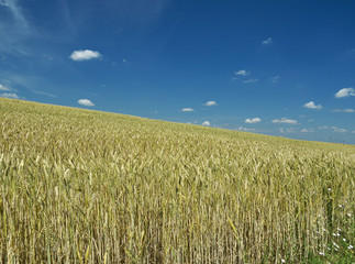 green wheat field and sunny day.
