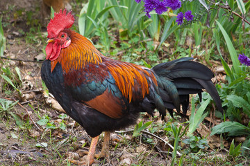 Rooster
Rooster in a farm