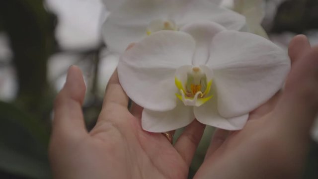 woman hand covering an orchid gently