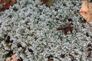 Moss in the forest between deciduous and spruce trees