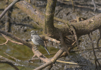 Ballerina bianca ferma sul ramo tra l'acqua del lago in estate