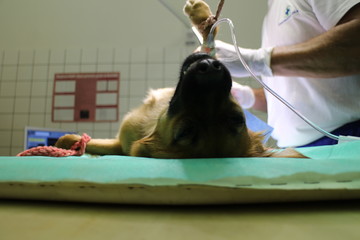 Crossbreed dog  with Intravenous therapy in anestesia 