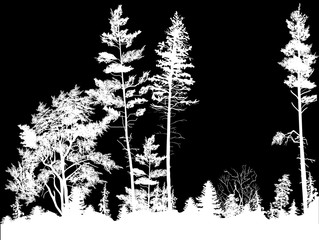 pine white forest silhouettes isolated on black
