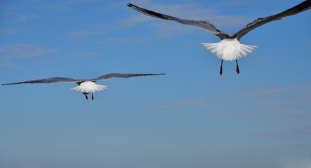 The view of two seabirds which fly in the air