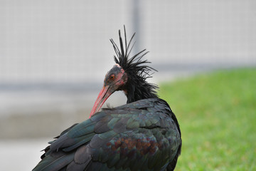 Ibis eremita con la testa girata di lato