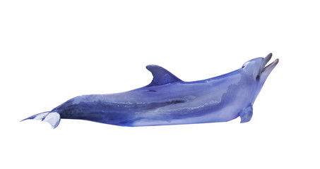 large blue doplhin on white