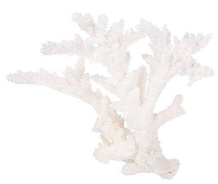 white isolated branchy coral