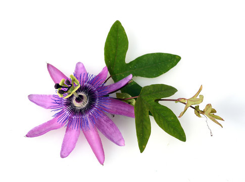 Passiflora violacea; Violette; Passionsblume