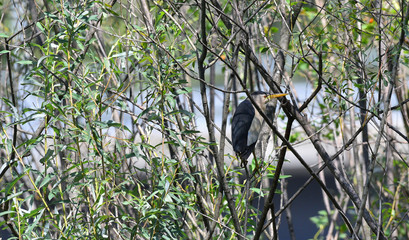 Tarabusino maschio nascosto tra gli alberi
