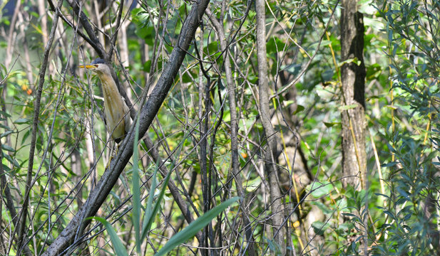 Tarabusino maschio nascosto tra gli alberi, che guarda a sinistra