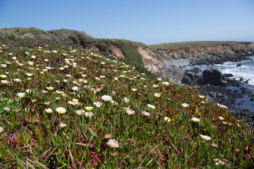 pacific coast spring bloom