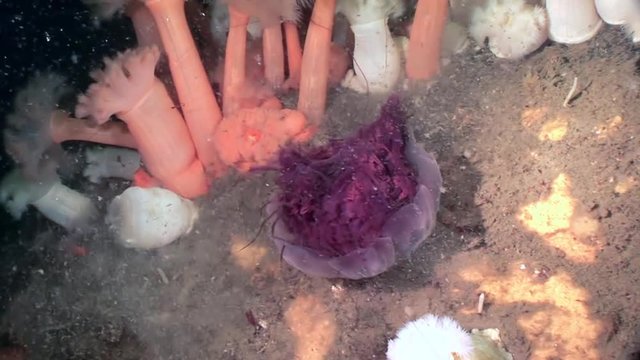 Medusa jellyfish in White fluffy metridium underwater on seabed of White Sea. Unique video close up. Flowers of marine life in clean clear pure and transparent water in search of food.