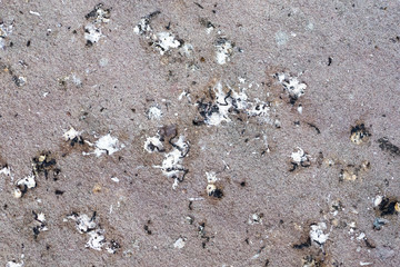 some bird poop on the ground