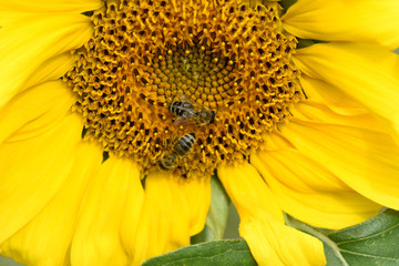 Obraz premium Sonnenblume; Helianthus; annuus; Oelpflanze