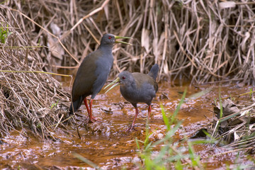 Saracura-sanã (Patagioenas plúmbea) | Blackish Rail photographed in Domingos Martins, Espírito...
