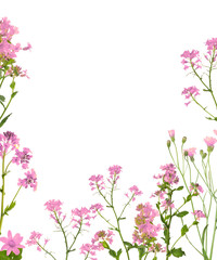 Obraz na płótnie Canvas isolated wild light pink flowers half frame