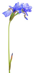 small blue iris blooms on long stem