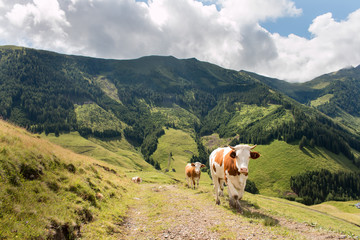 Fototapeta na wymiar Cow with bell in the alps
